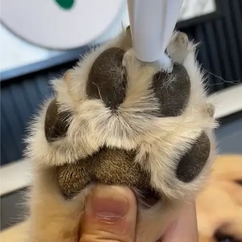 Zoonail ™ Paw Trimmer Pro - Image 3