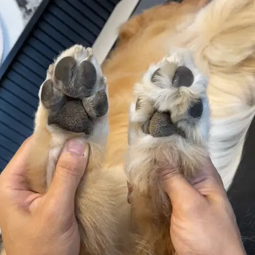 Zoonail ™ Paw Trimmer Pro - Image 4
